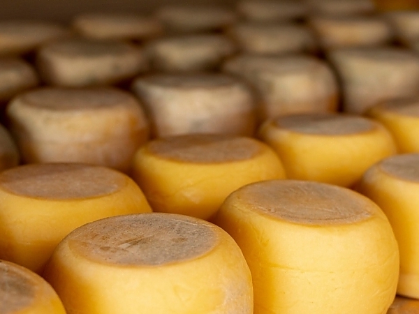The Aging Process of Wisconsin Aged Cheddar